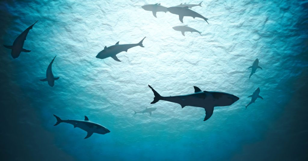 shark week x